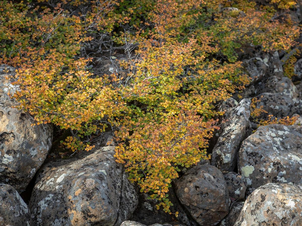 Photography Day Out - Mt Field National Park