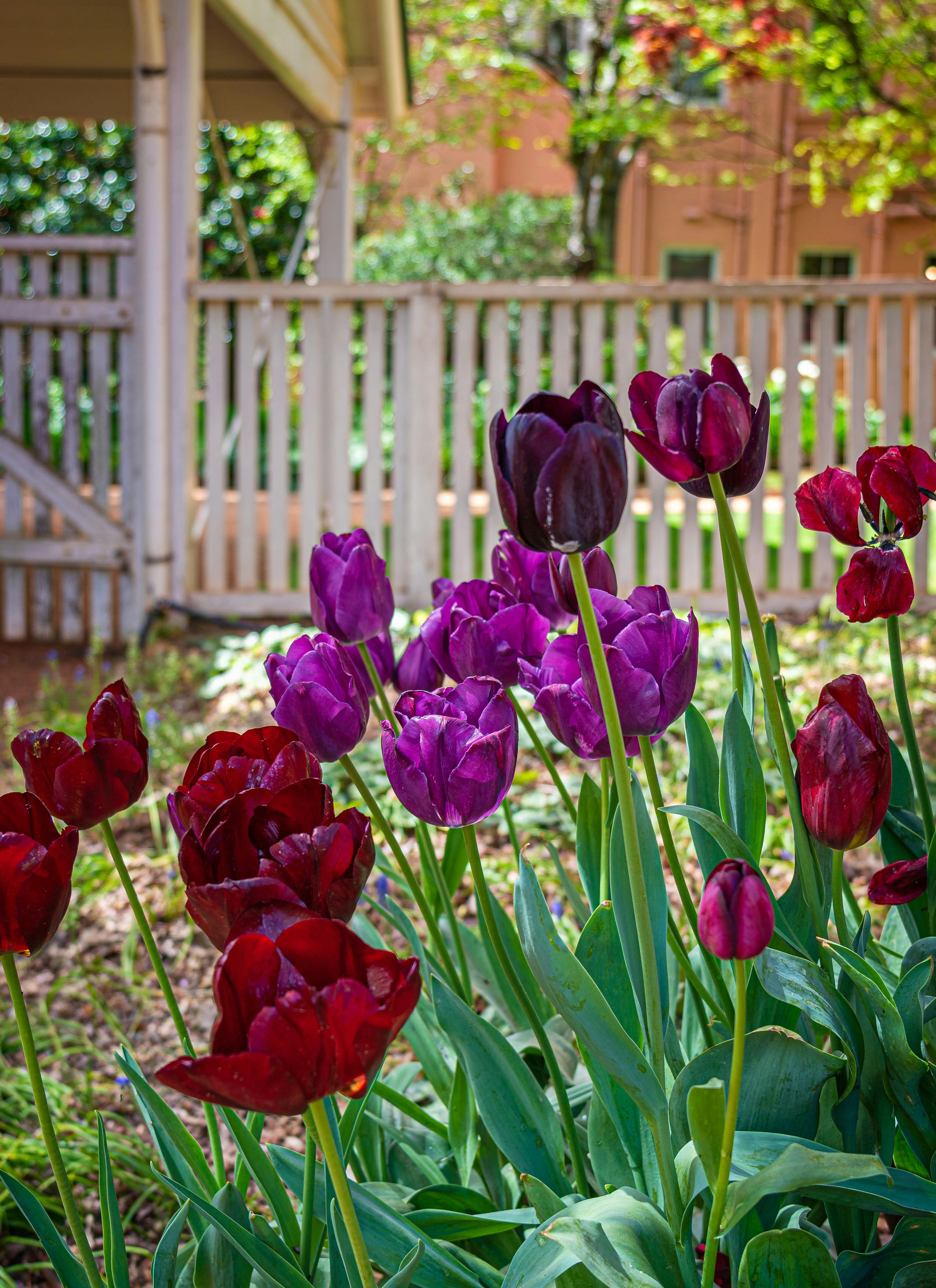 tulips in the garden