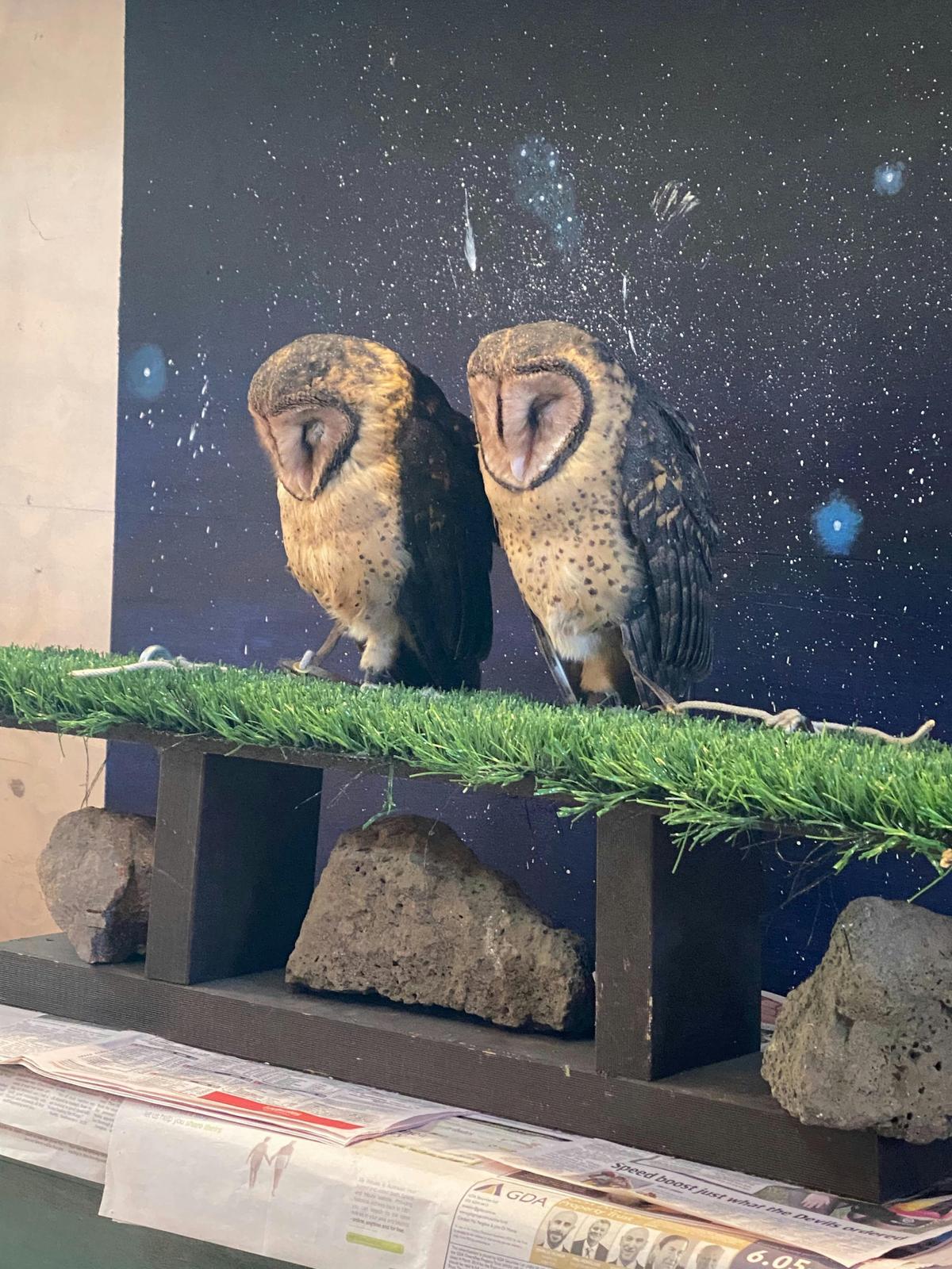 Sleepy owls
