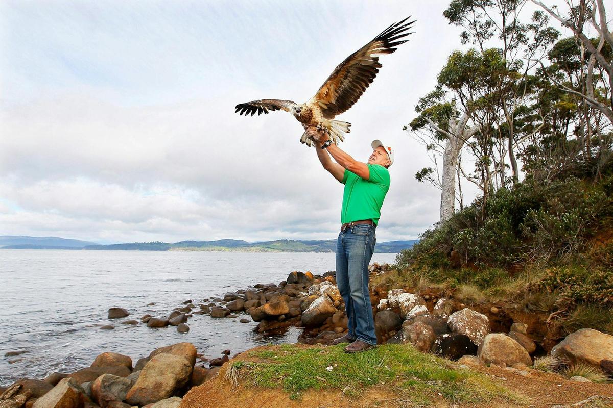Craig Webb releasing an eagle into the wild