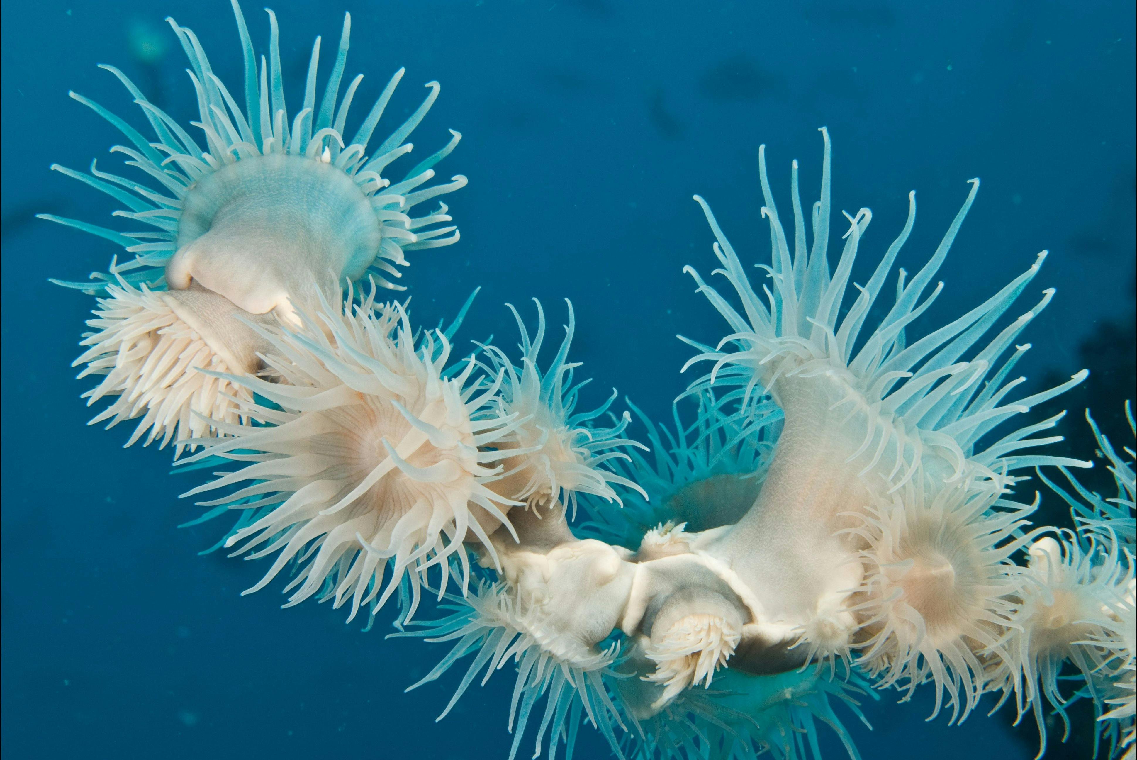 Solitary Islands Marine Park