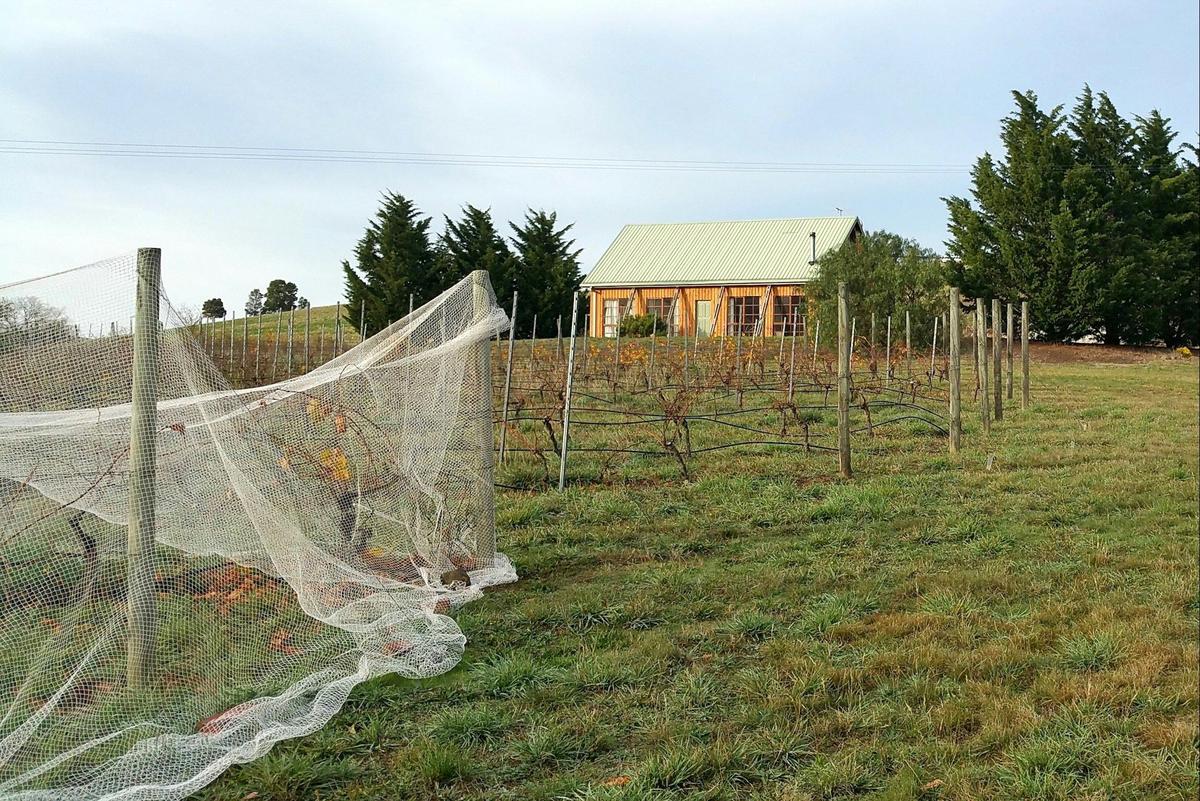 Autumn in the vineyard around the Pinot Cottge