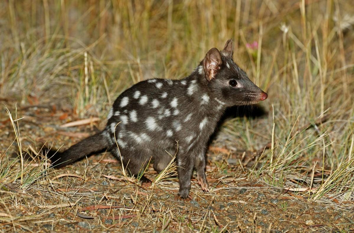 9 days Tasmania Wilderness and Wildlife encounter (small group tour)