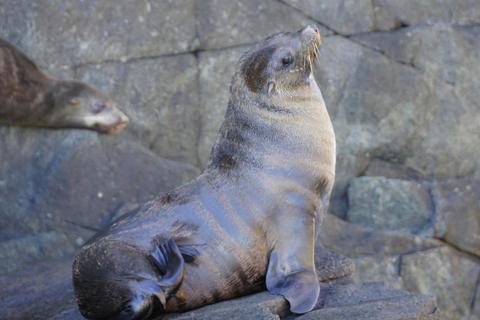 9 days Tasmania Wilderness and Wildlife encounter (small group tour)