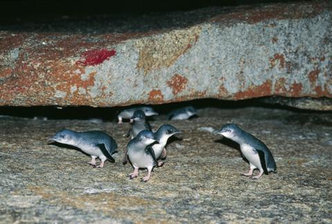 9 days Tasmania Wilderness and Wildlife encounter (small group tour)