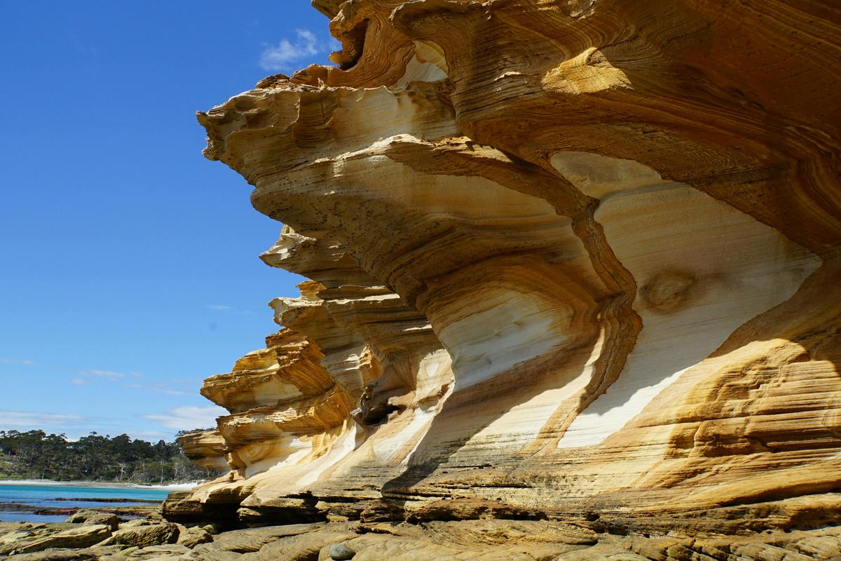 5 Day Tasmania's  Wildlife & Wilderness (Small Group Tour)