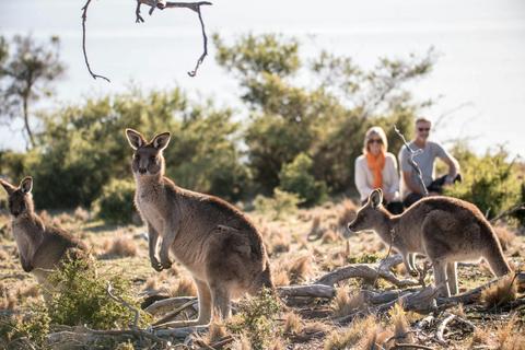 1 Day Tasmania's Wilderness and Wildlife (Small Group Tour)