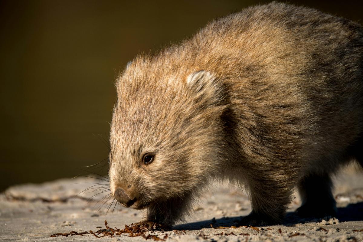 Wildlife and Wilderness - Premier Travel Tasmania