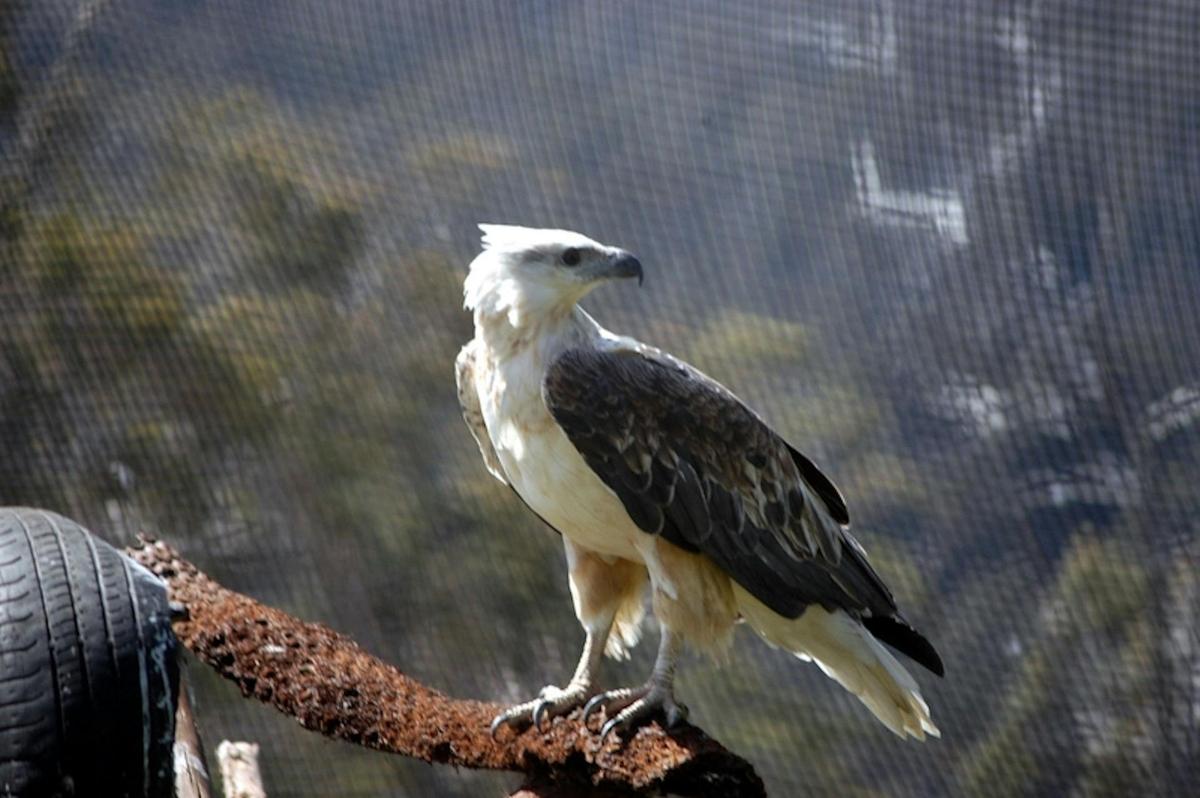 1 Day Birds and Raptors