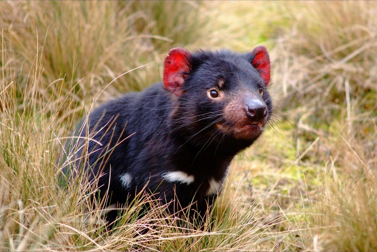 1 Day Tasmania's Wilderness and Wildlife (Small Group Tour)