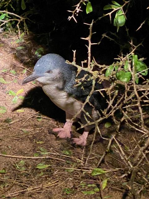 5 Day Tasmania's  Wildlife & Wilderness (Small Group Tour)