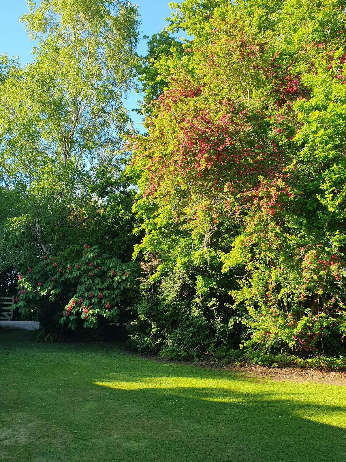 Blenheim Garden