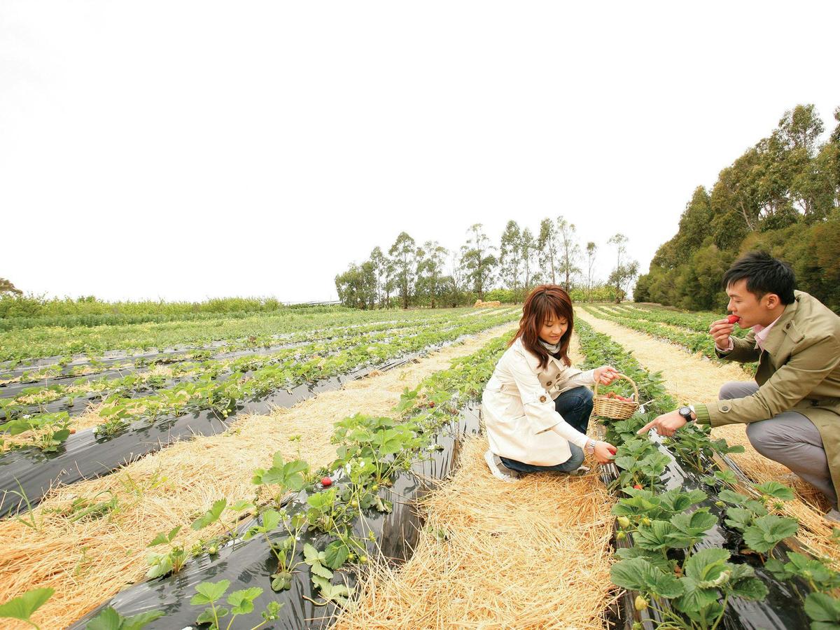 Sorell Fruit Farm