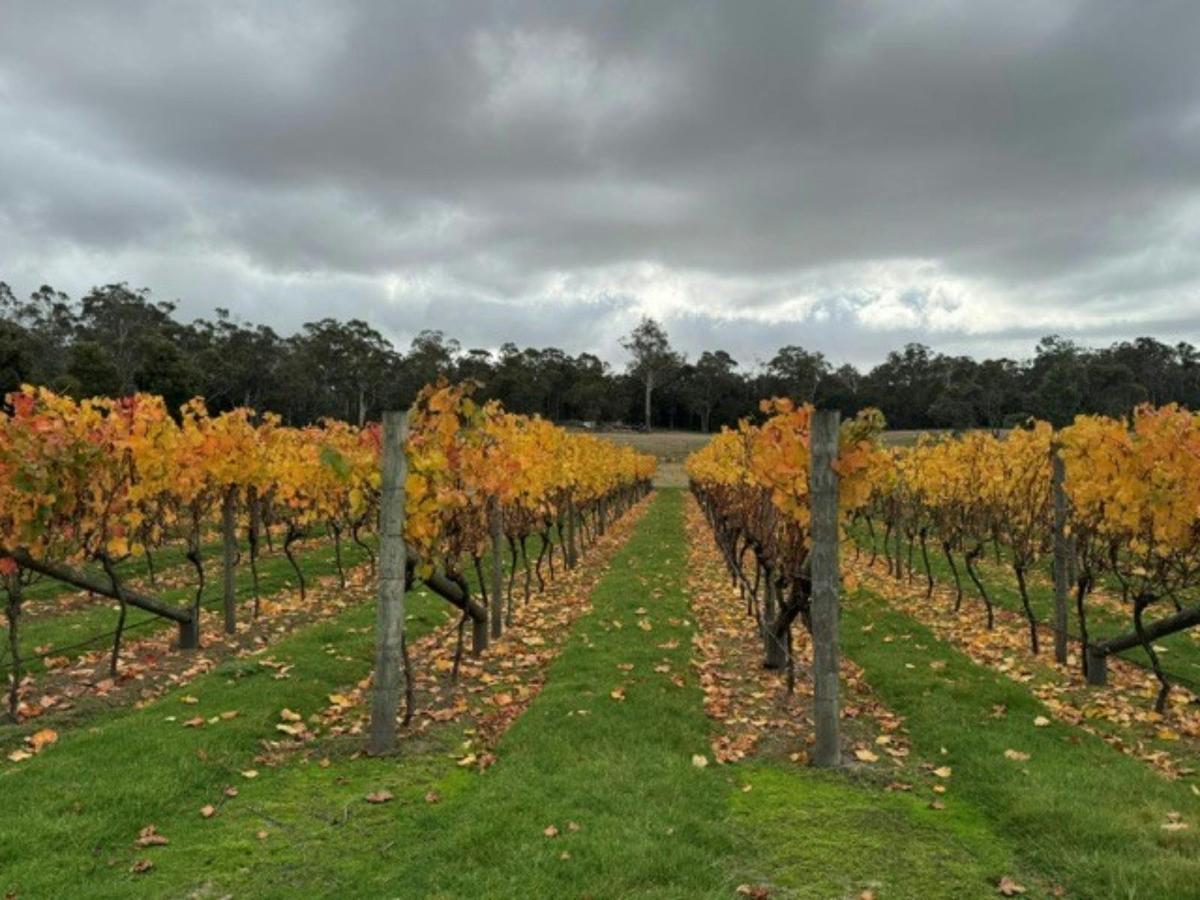 Tamar Gold Cellar Door