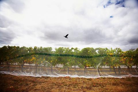 Stefano Lubiana Wines