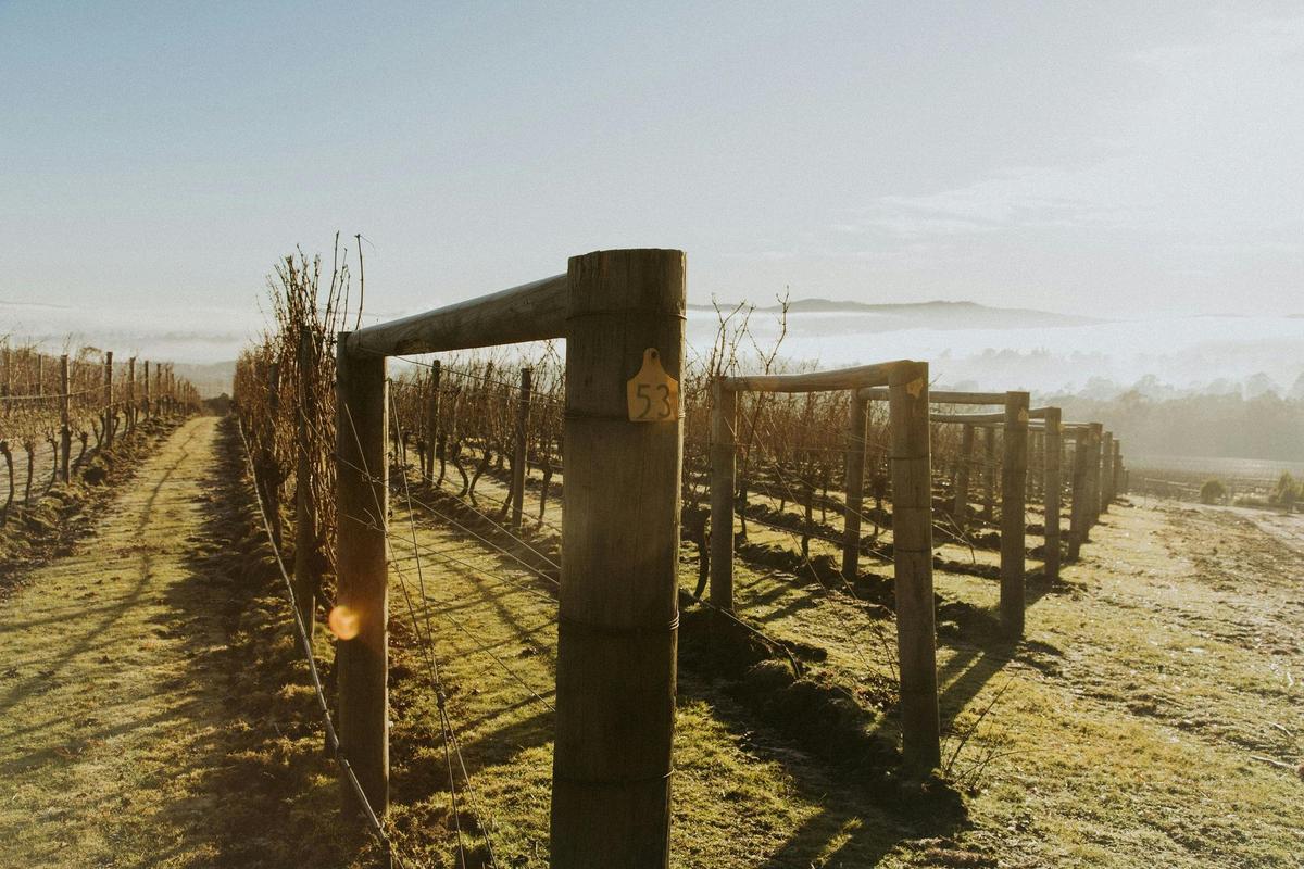 Vineyard