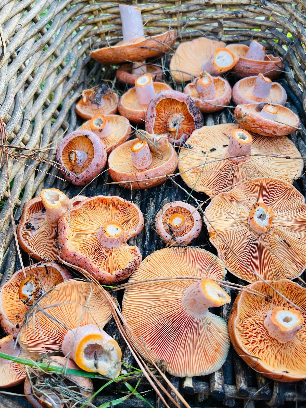 You’ll never know what we’ll find - being seasonal, it’s up to Mother Nature!