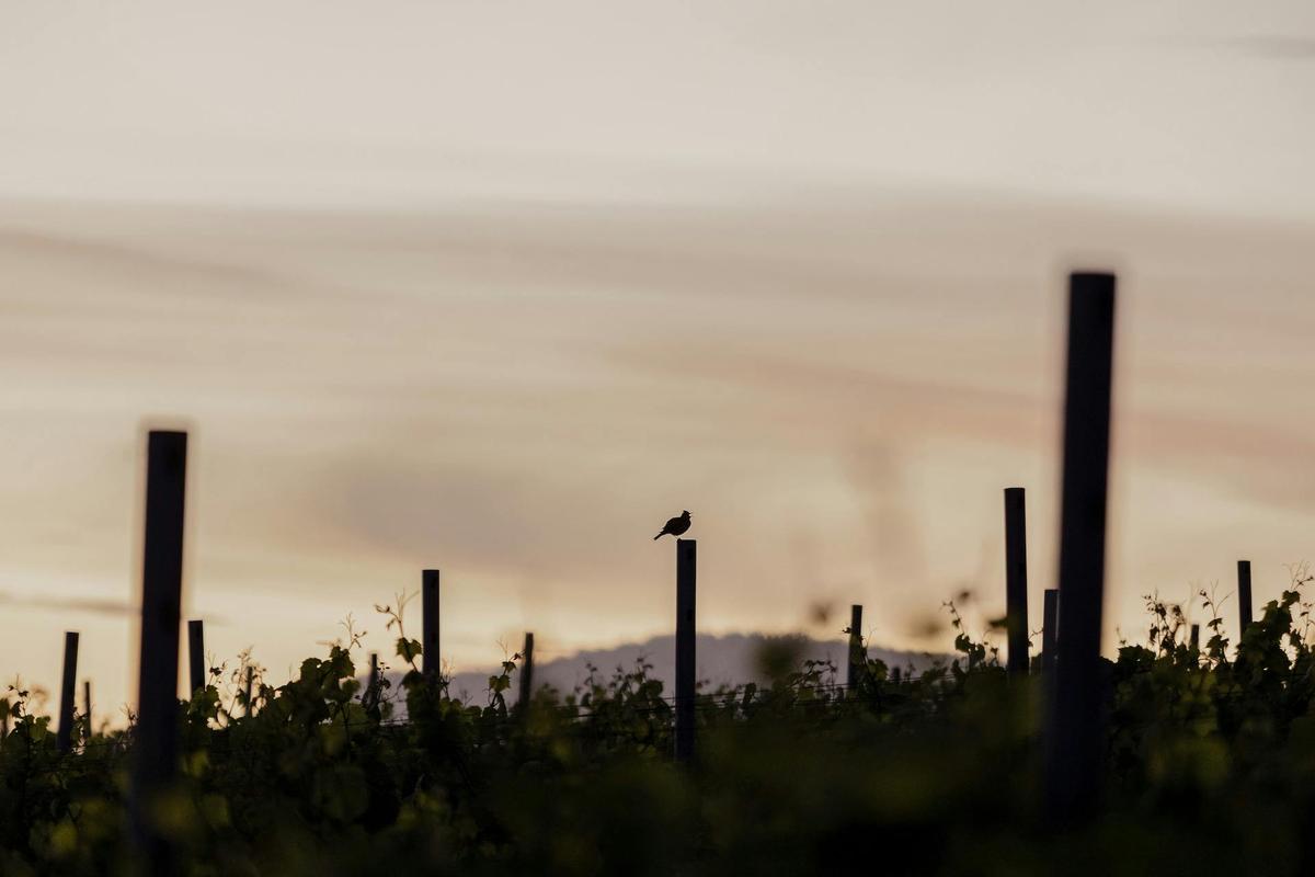Sisu Winery