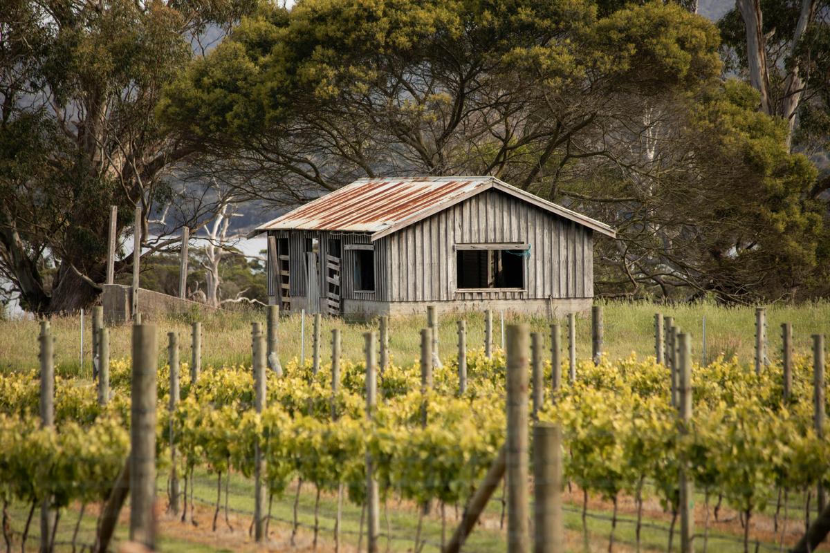 Tamar Valley Wine Tour with Lunch