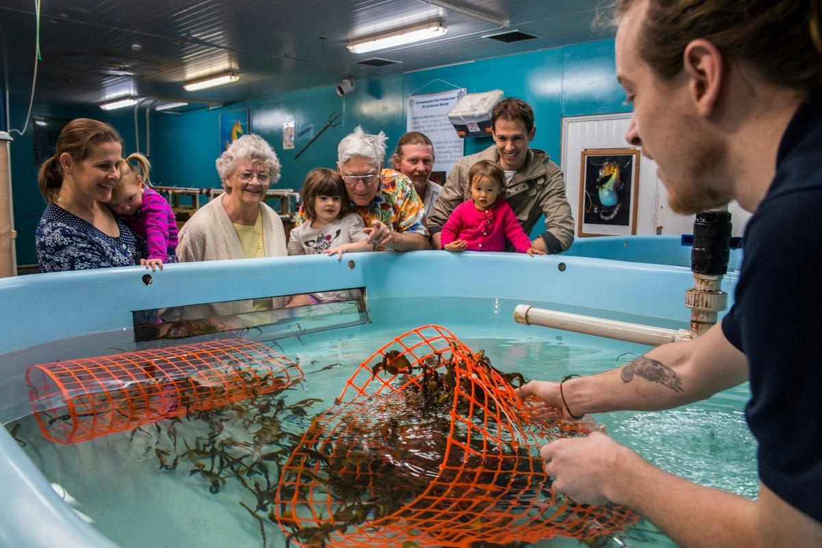 Guide showing seahorse growout tanks