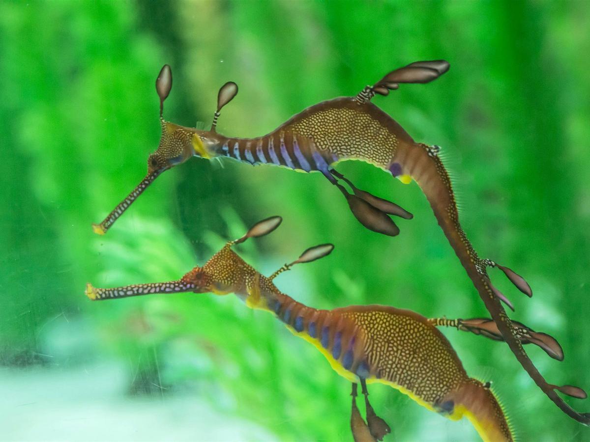 Weedy seadragons