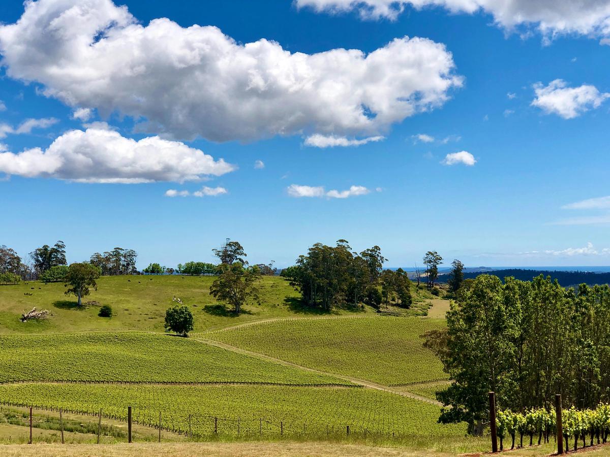 Clover Hill vineyard