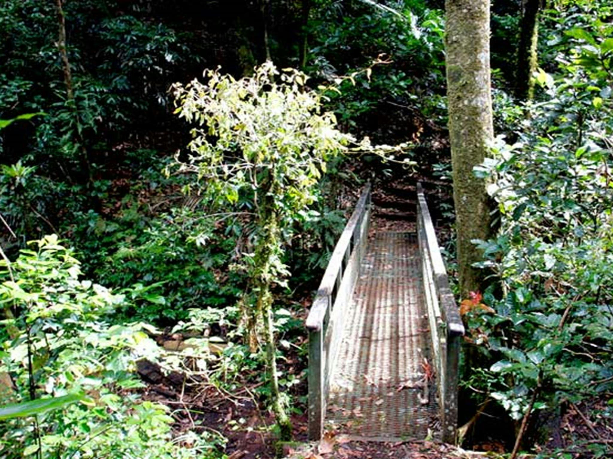 Culmaran Valley Track, Richmond Range National Park. Photo: J Atkins/NSW Government