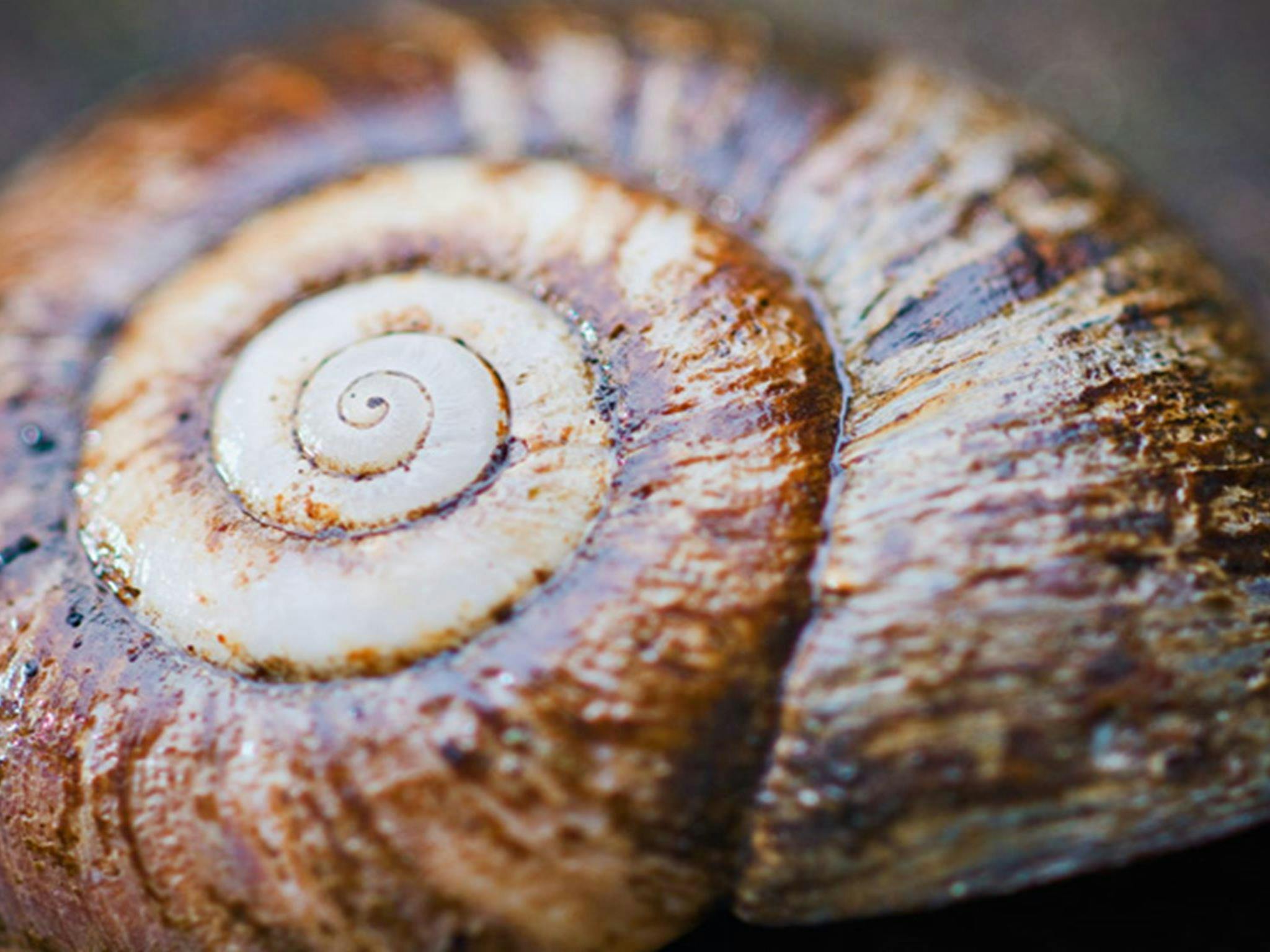 Rainforest Snail, Culmaran Loop, Richmond Range National Park. Photo: T Worden/NSW Government