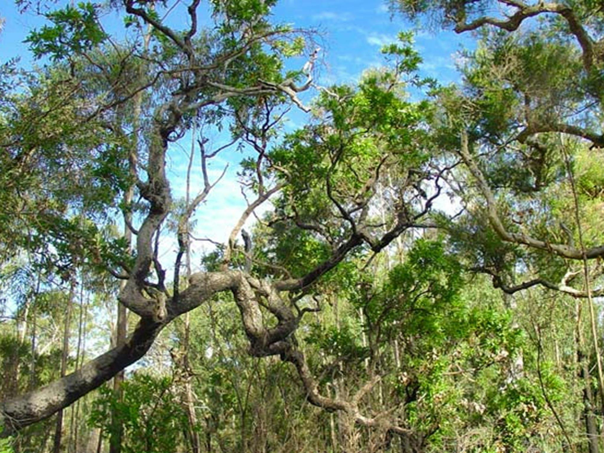 Rainforest, Sherwood Nature Reserve. Photo: Lynn Rees/OEH