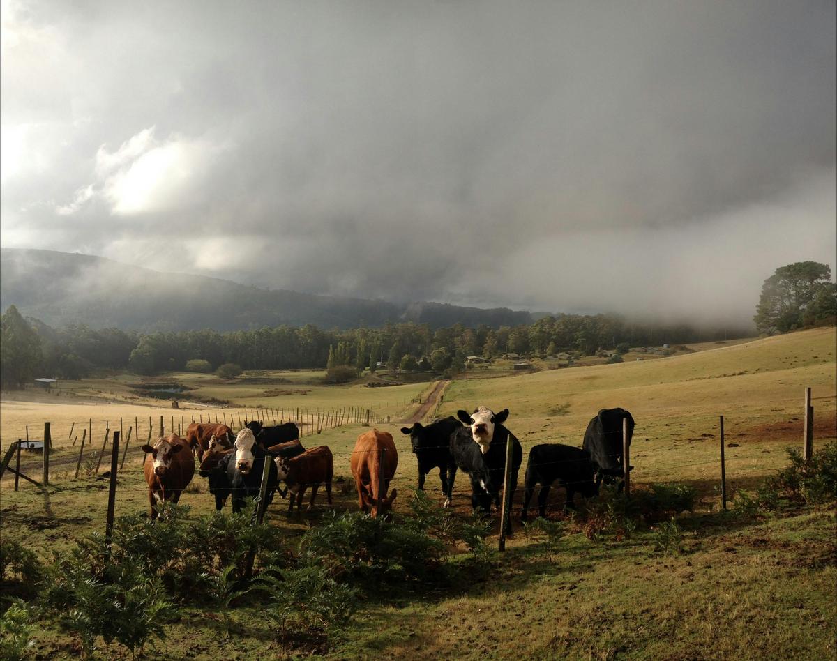 Our friendly happy cows