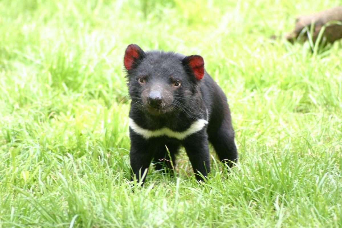 Full Day Tour from Hobart including Tasmanian Devil Unzoo