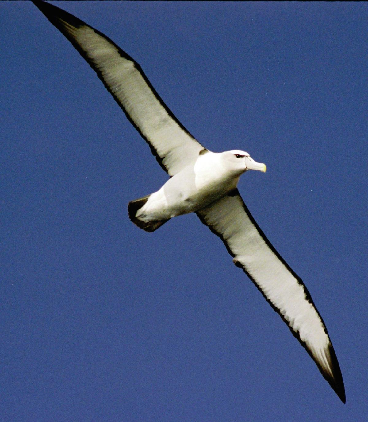 Albatross