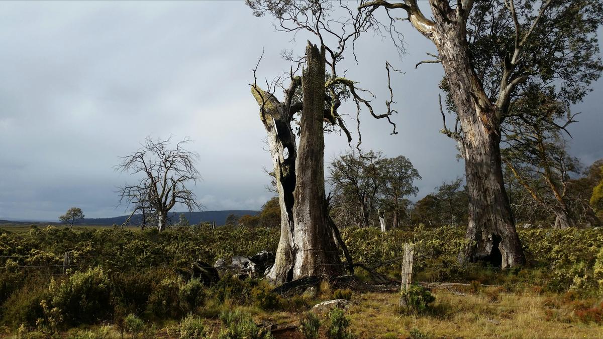 Tasmanian Wilderness Explorer 4WD Tours – 8 & 12 Day Tours