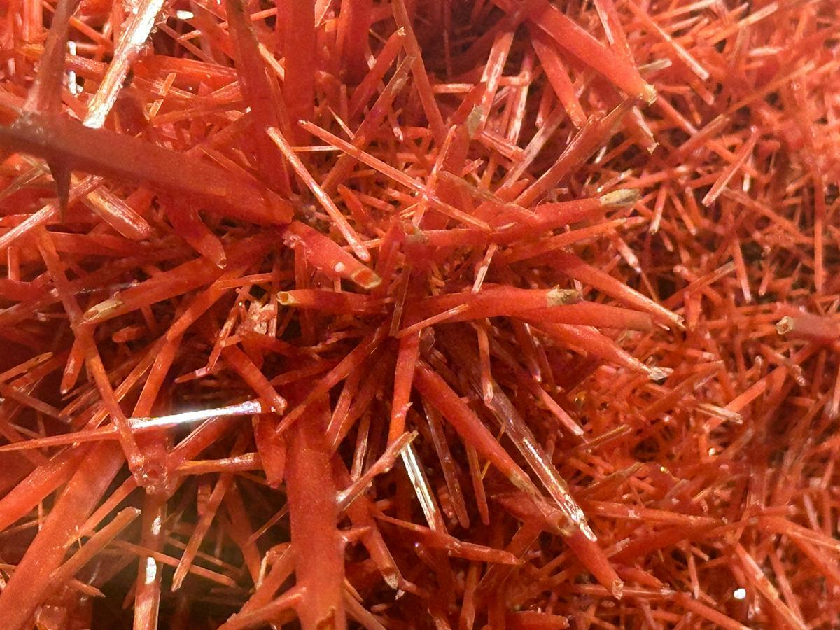 Crocoite crystals close up