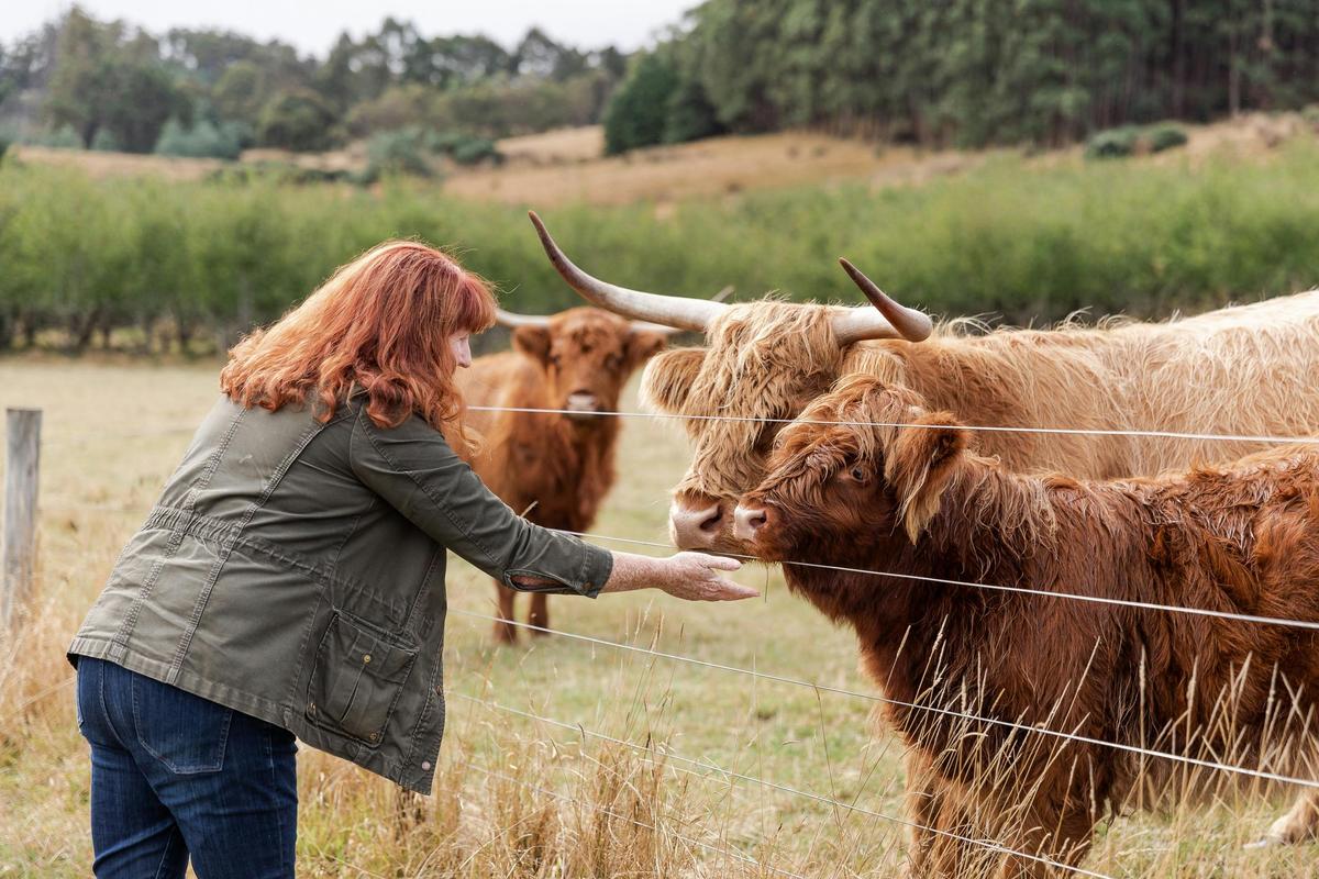 Meet our highland cattle