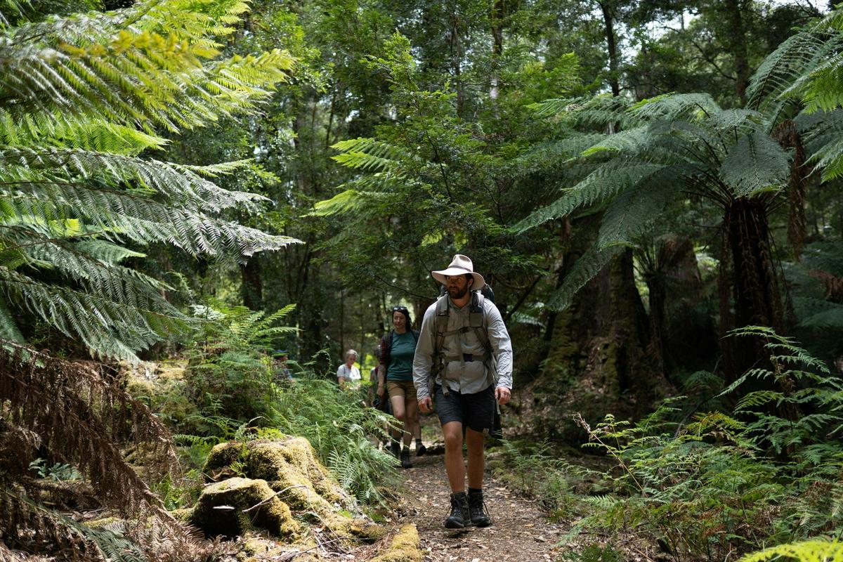 Four Day Tarkine Rainforest Experience