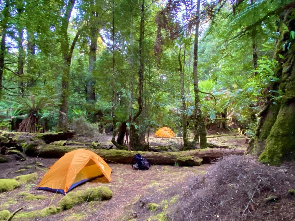 Six Day Tarkine Rainforest Expedition