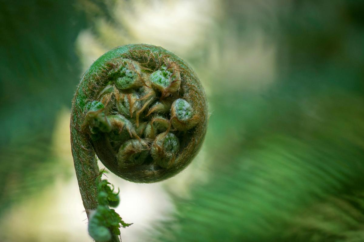 Fern Frond