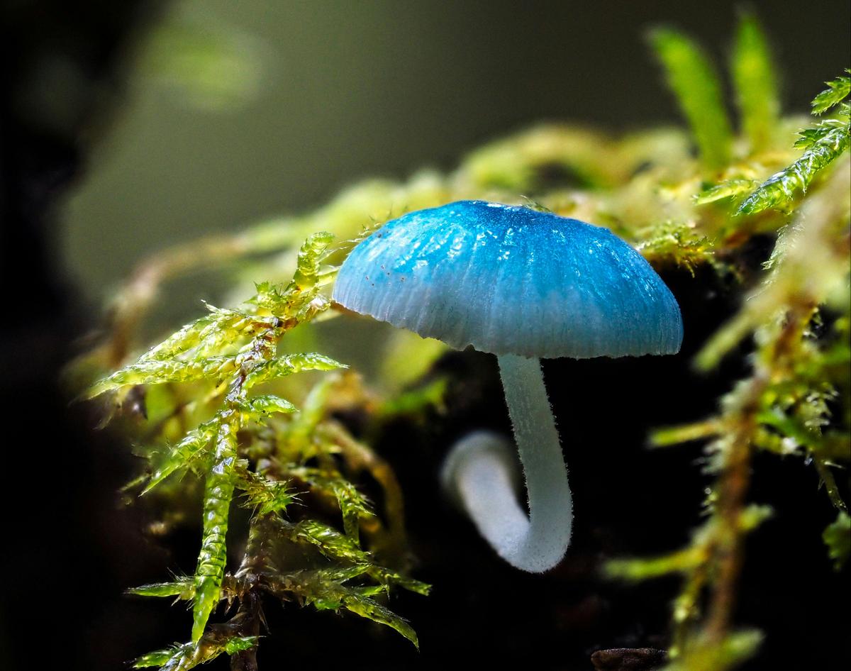 Pixie's Parasol, Mycena interrupta