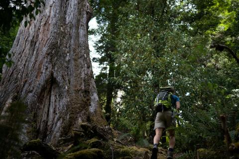 Four Day Tarkine Rainforest Experience