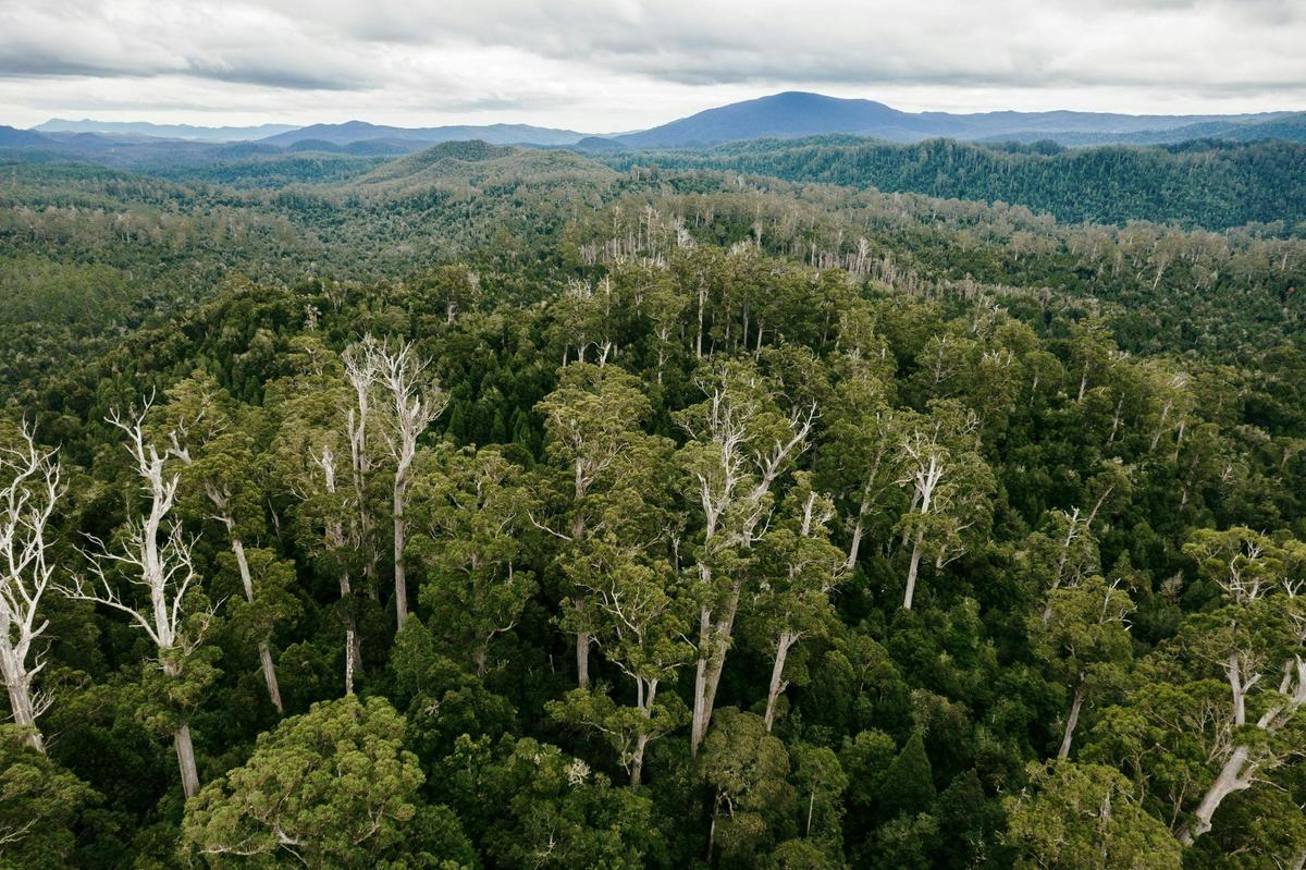Six Day Tarkine Rainforest Expedition