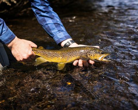 Wilderness River Tours
