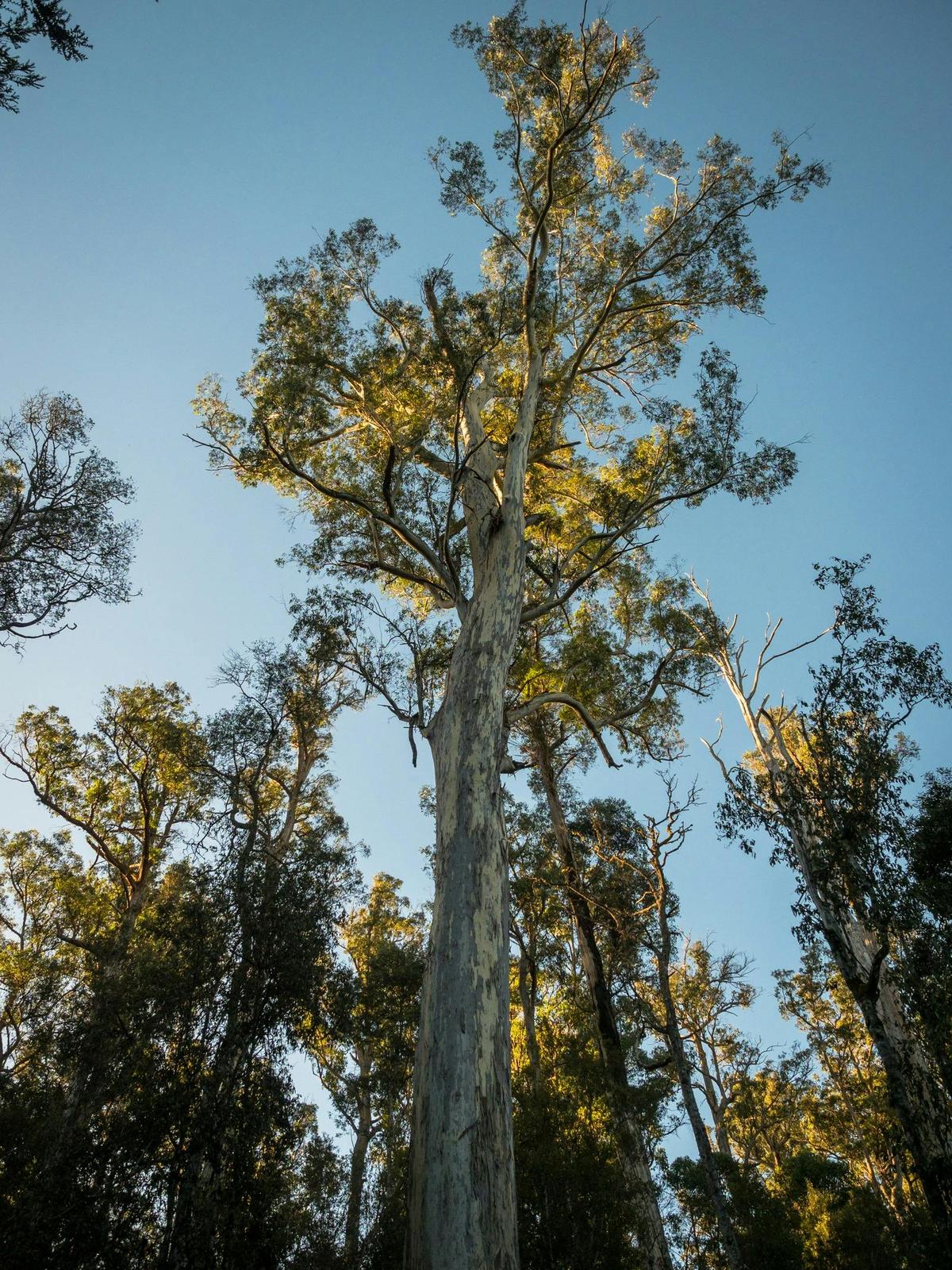 Day Trip PhotoTours - Hobart/Launceston