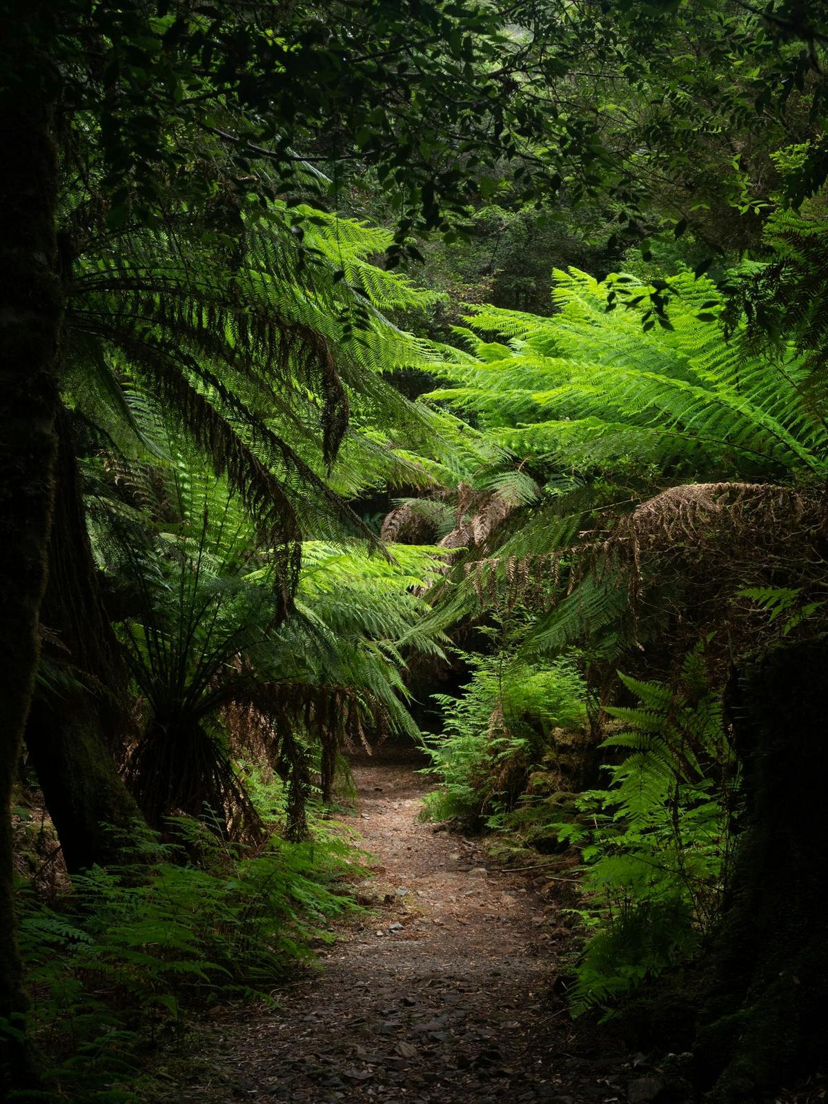 takayna/Tarkine Photography Workshop