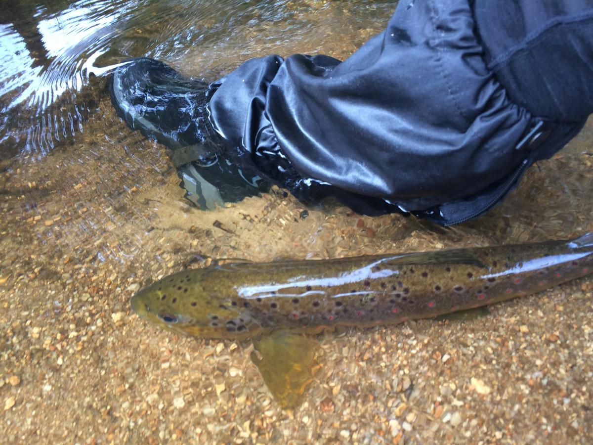 Tasmania Fly Fishing – Guided Trout Fishing Tours