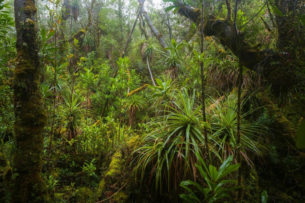 Photography Tour - South West Tasmania - 4 Day Landscape Photography Tour