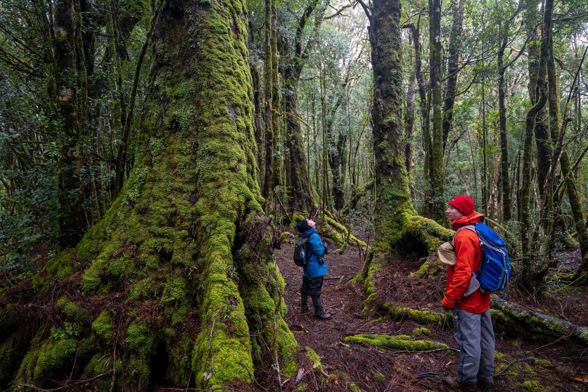 Ancient Forests