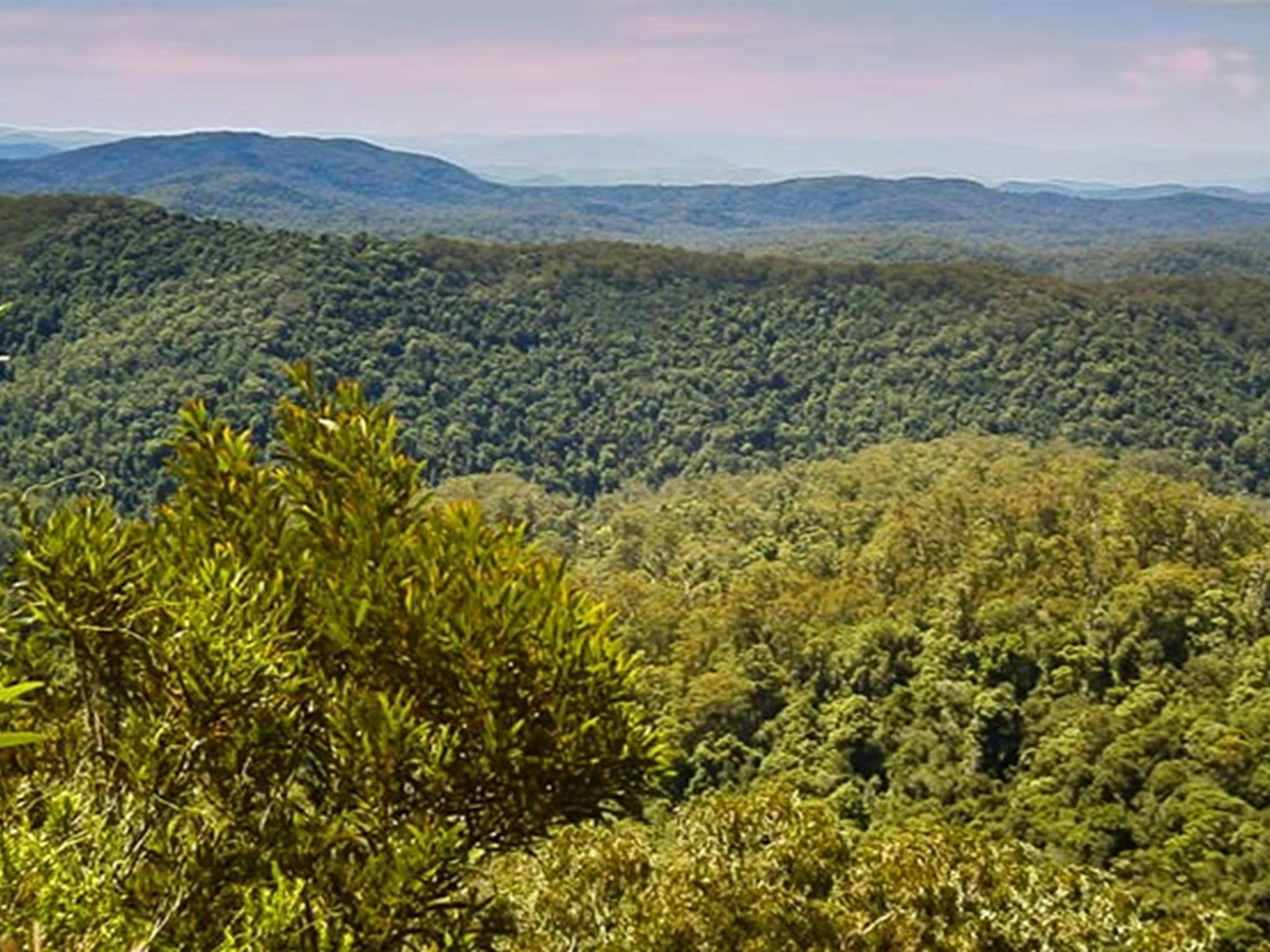 Rowleys Rock lookout, Tapin Tops National Park. Photo: Kevin Carter/NSW Government