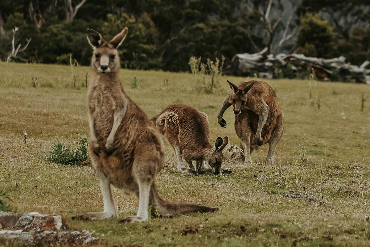 The Maria Island 'Winter Escape Walk'