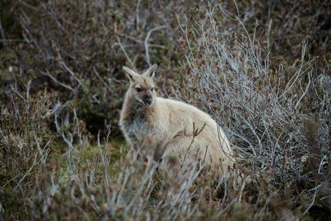 Cradle Mountain Explorer: Hobart to Launceston
